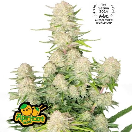 Apricot Auto - Fast Buds - 1er Premio Sativa 2024