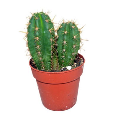 comprar cactus San pedro