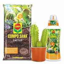 COMBO Cactus San Pedro