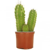 Cactus San Pedro (Echinopsis Pachanoi) 10cm 1