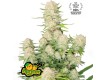 Apricot Auto - Fast Buds - 1er Premio Sativa 2024