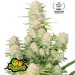 Apricot Auto - Fast Buds - 1er Premio Sativa 2024